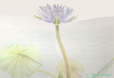 painting_0019_summerWaterLily