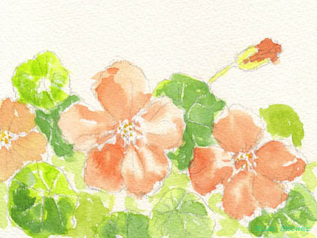 painting_0093_nasturtium