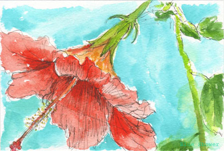 painting_0110_Hibiscus