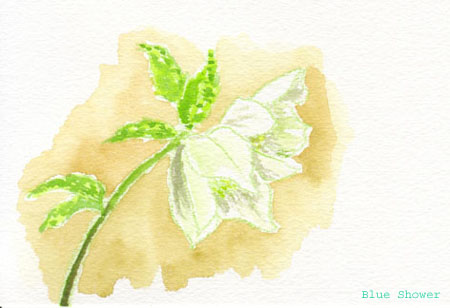 painting_0126_christmasRose