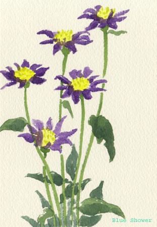 painting_0137_ChinaAster_2