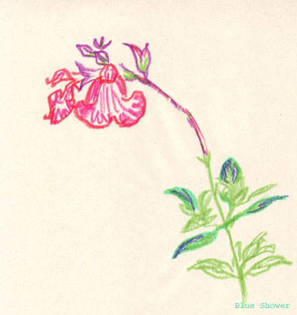 painting_0329_CherrySage_20090627