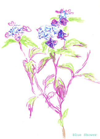 painting_0331_yamaAjisai_20090627